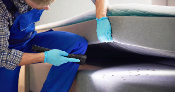 Wasp Removal Services in Oak Forest, IL