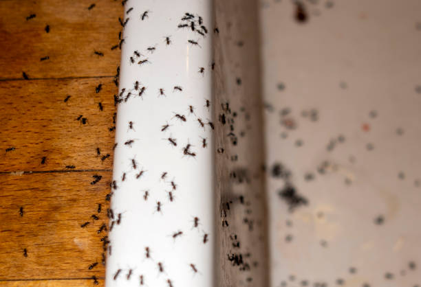 Best Best Pest Control Companies  in Oak Forest, IL